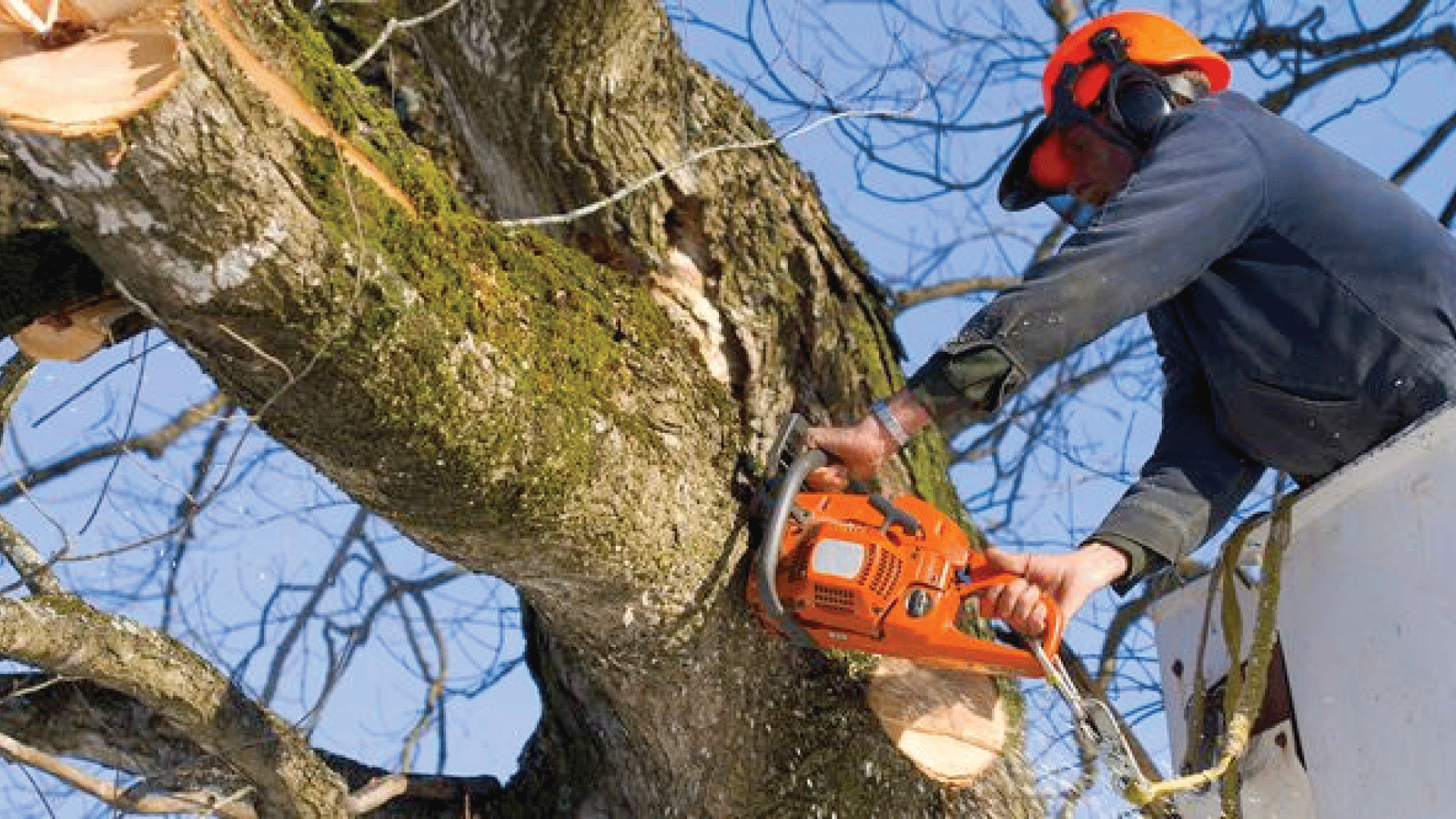 M&C Landscaping & Tree Service | Tree Removal